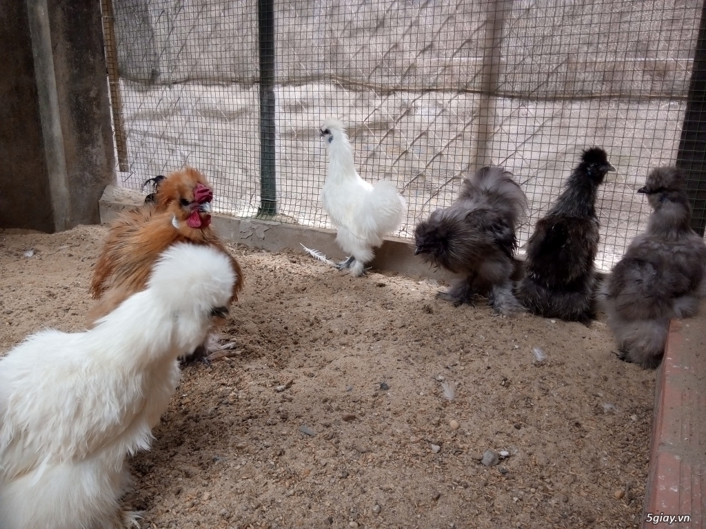 Gà silkie, gà kì lân, gà khổng lồ brahma, gà onagadori, gà lông nhím - 1