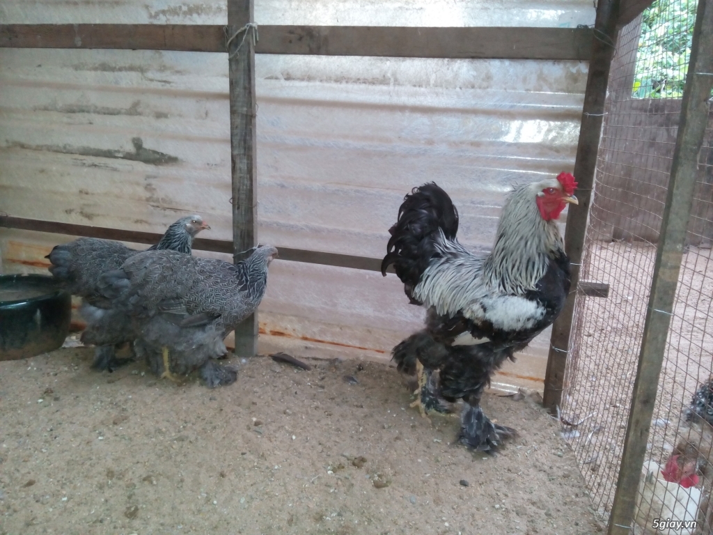 Gà silkie, gà kì lân, gà khổng lồ brahma, gà onagadori, gà lông nhím - 3