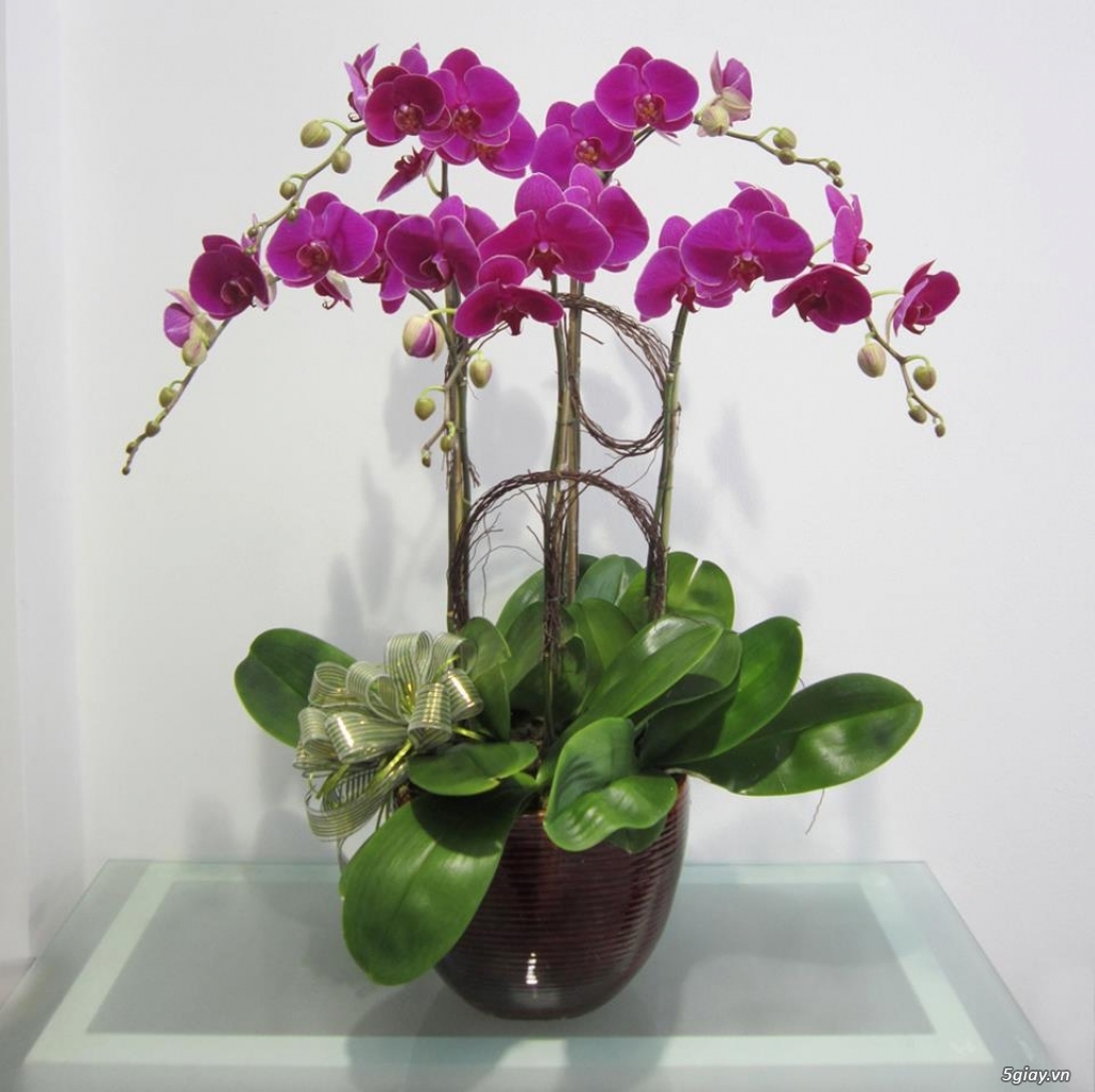 Trang Hồ Điệp – Chuyên cung cấp sỉ lan Hồ Điệp ♥ Tiêu chuẩn – Chất lượng !!! - 1
