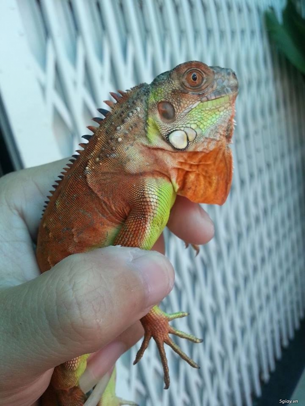 Red iguana 5x hơn - 1
