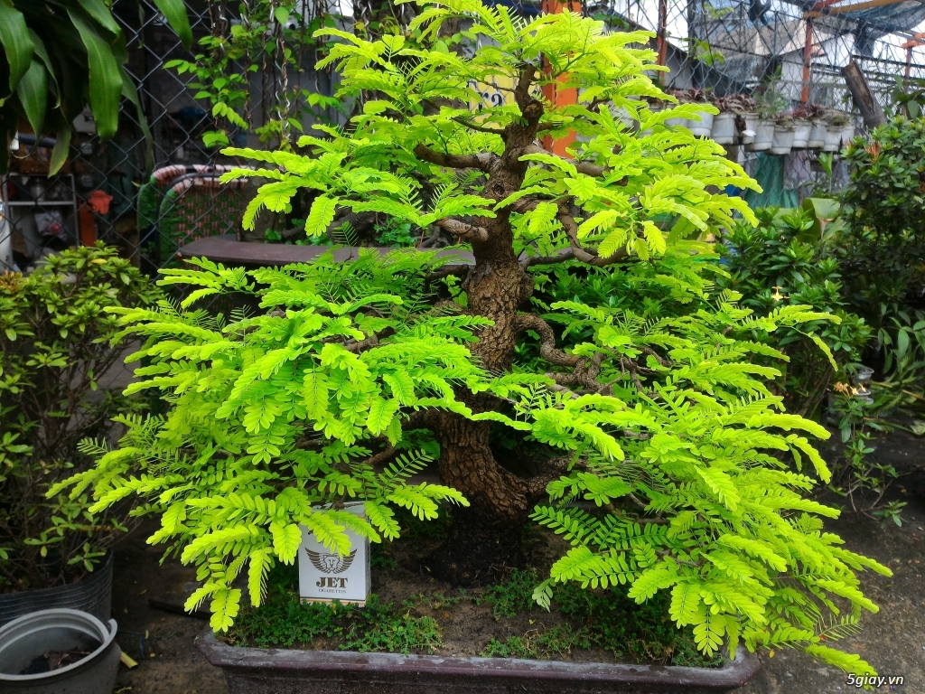 Trắc Tía ( sưa đen ) và một số bonsai - 15