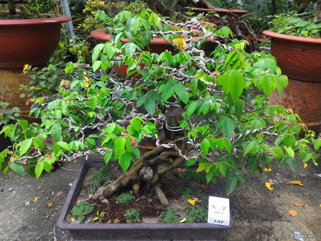 Trắc Tía ( sưa đen ) và một số bonsai - 12