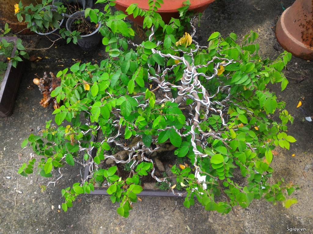 Trắc Tía ( sưa đen ) và một số bonsai - 13