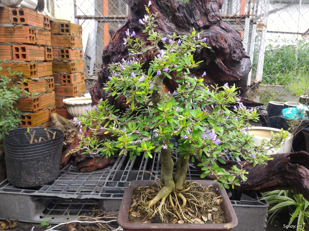 Trắc Tía ( sưa đen ) và một số bonsai - 20