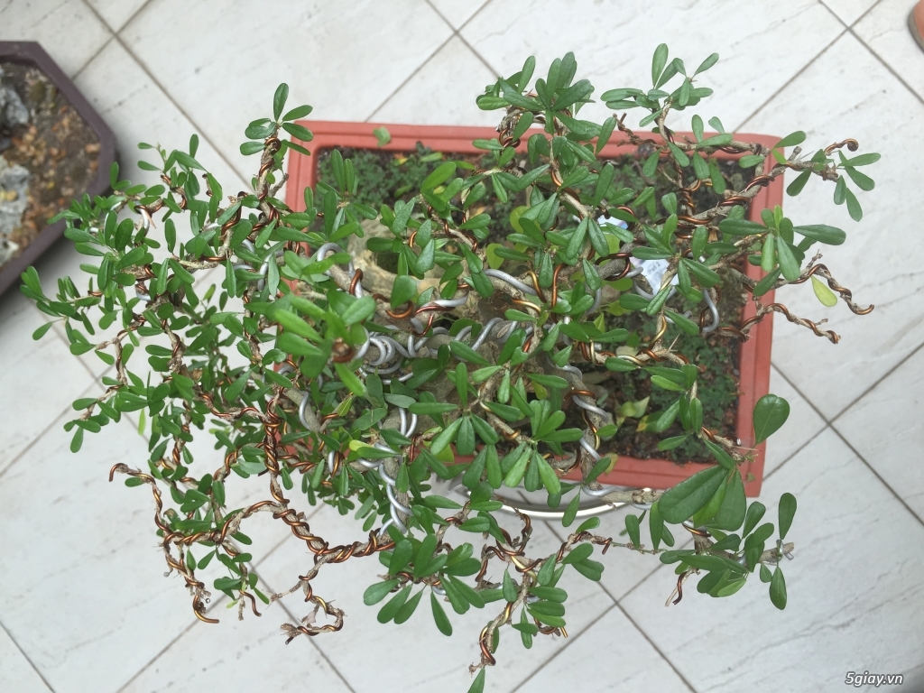 Giao lưu bonsai - 4