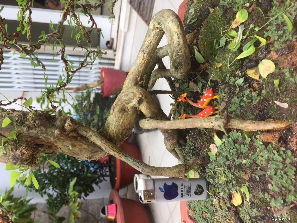 Giao lưu bonsai - 3