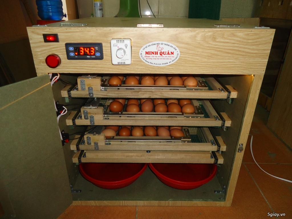 Máy ấp trứng cao cấp tự động giá rẻ cho ace - 1