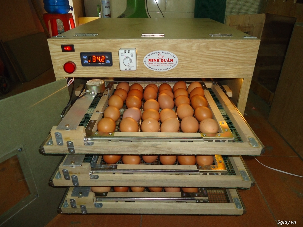 Máy ấp trứng cao cấp tự động giá rẻ cho ace - 4