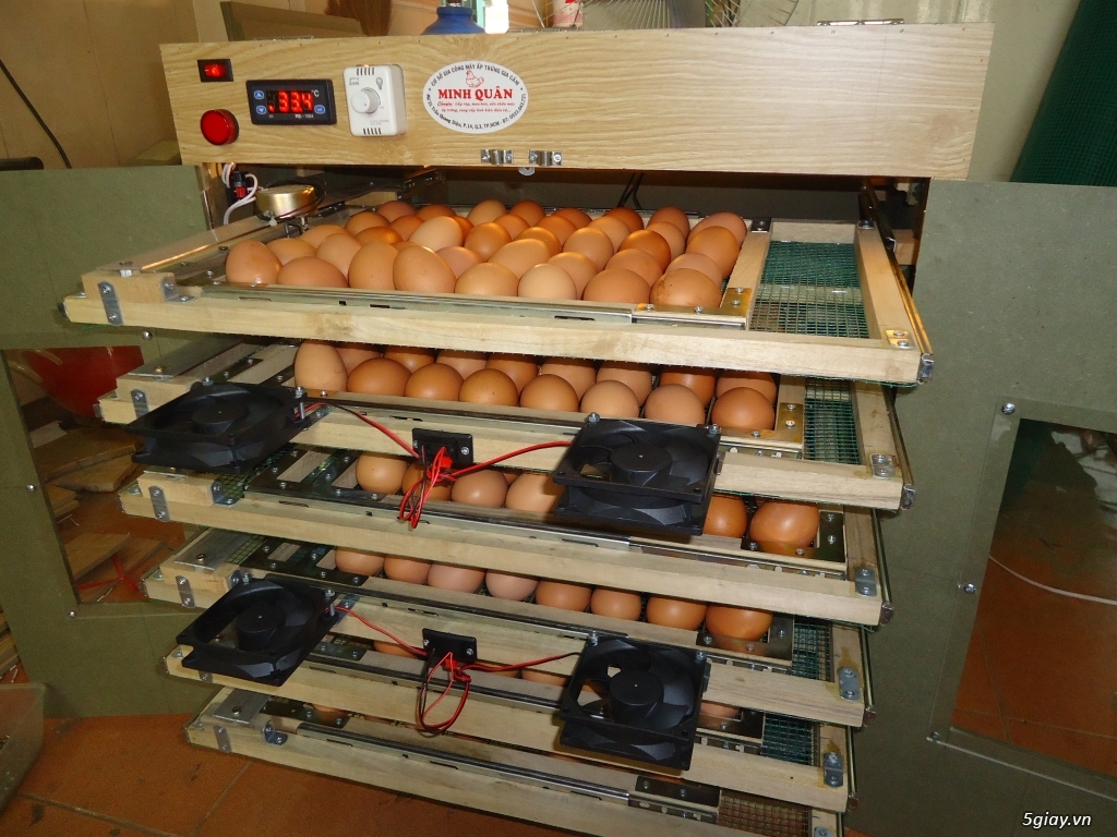 Máy ấp trứng cao cấp tự động giá rẻ cho ace - 15