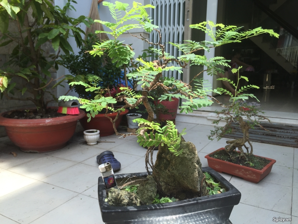 Giao lưu bonsai - 24