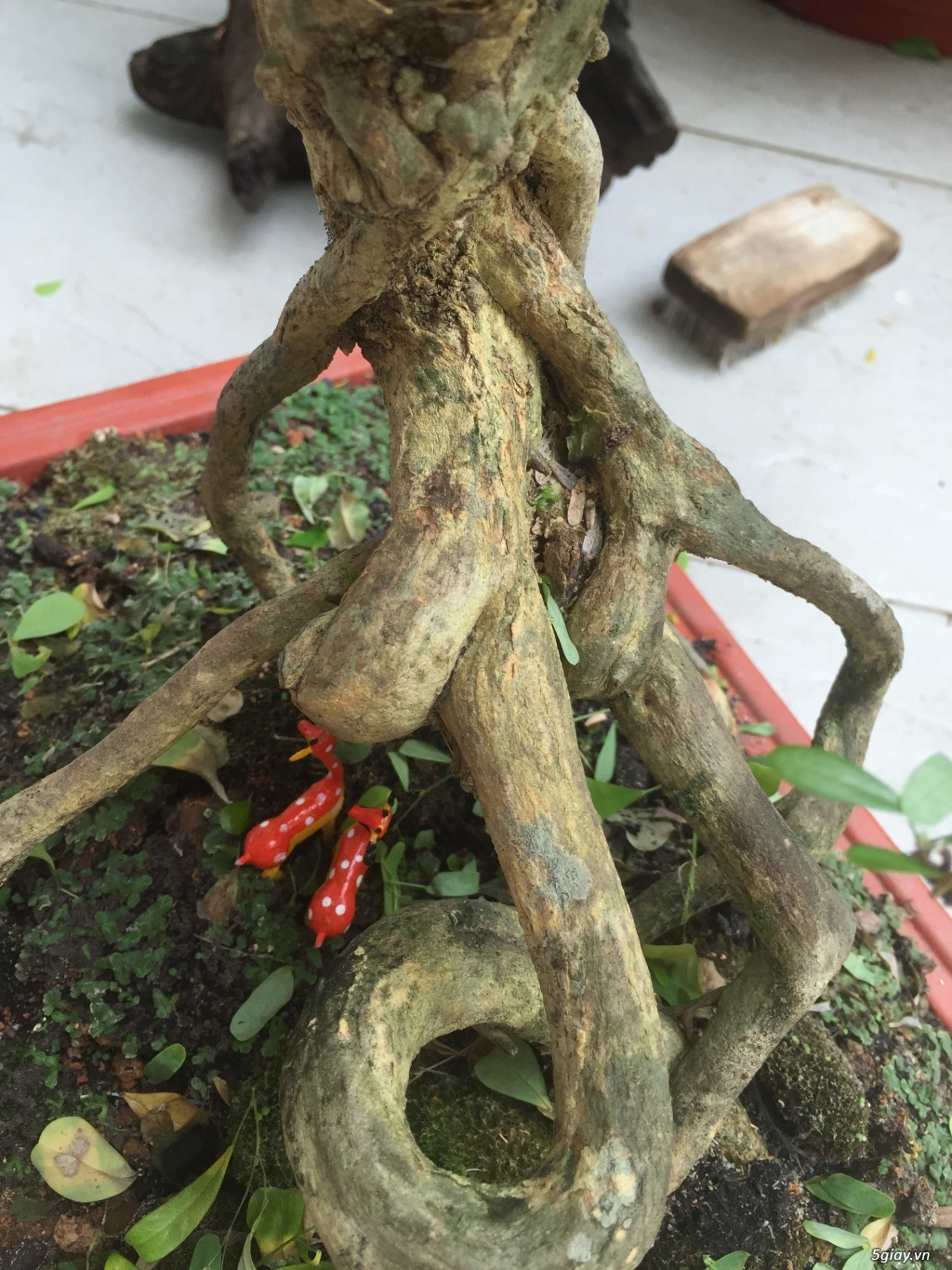 Giao lưu bonsai - 1