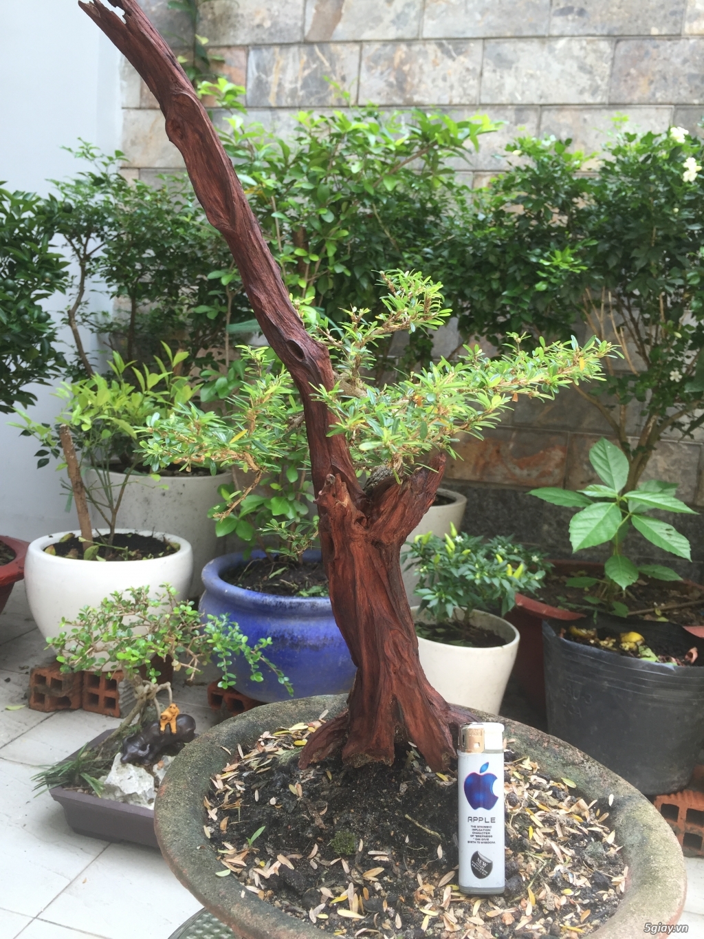 Giao lưu bonsai - 5