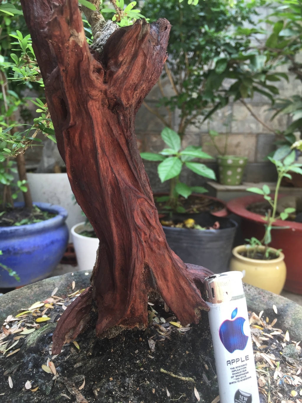 Giao lưu bonsai - 7