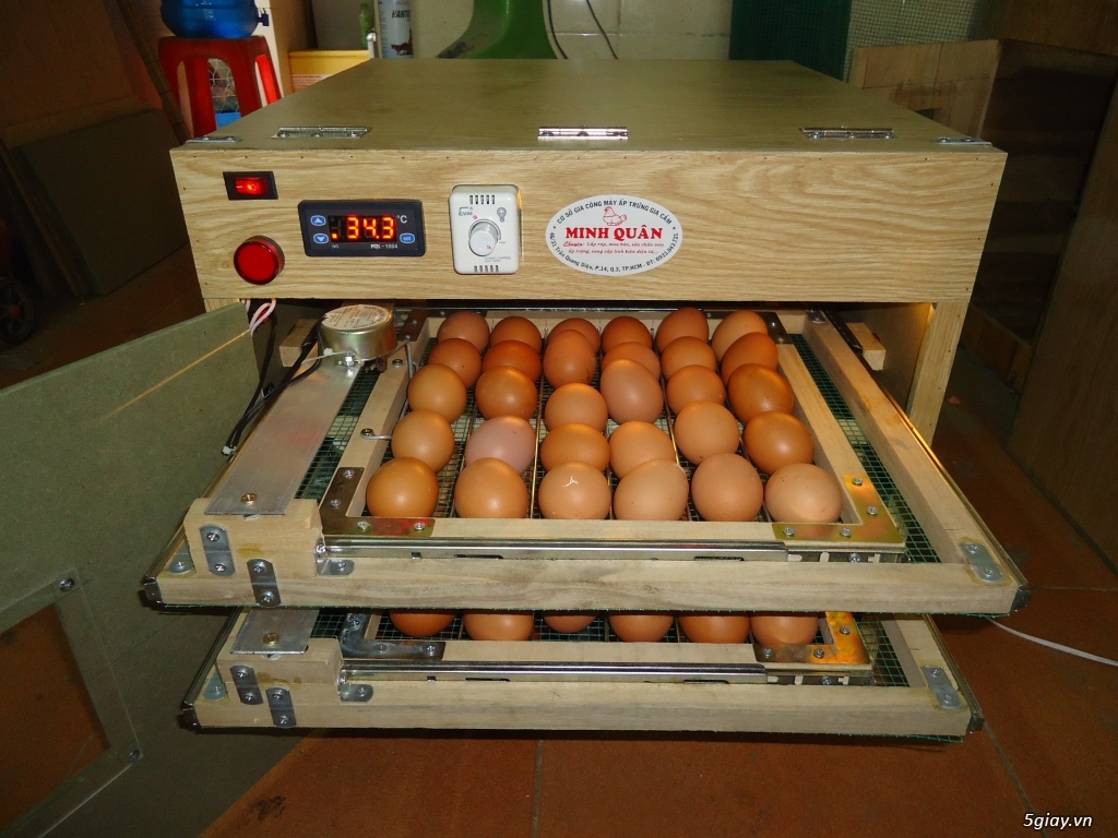 Máy ấp trứng cao cấp tự động giá rẻ cho ace - 3
