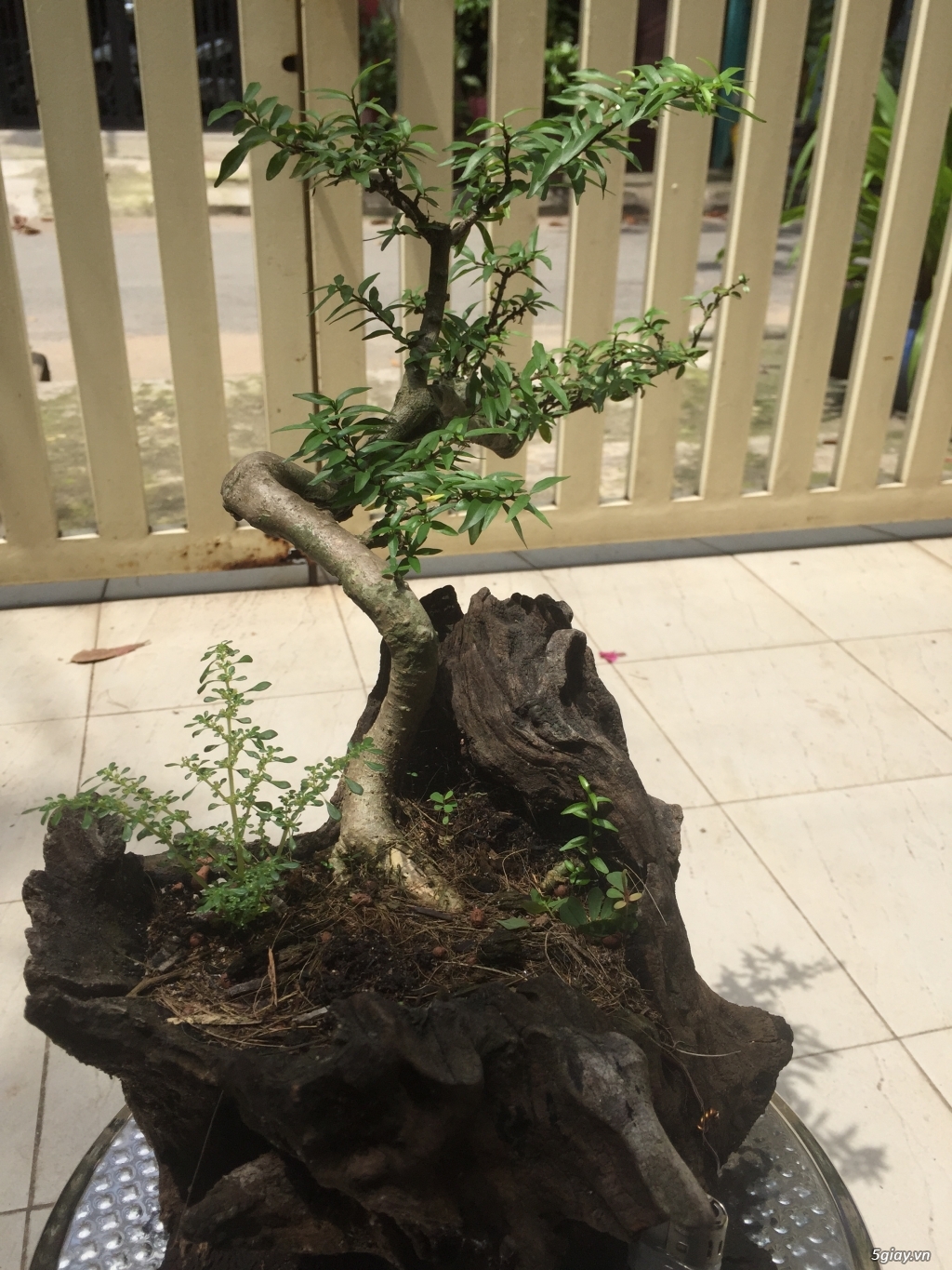 Giao lưu bonsai - 15