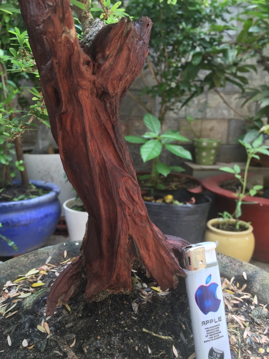 Giao lưu bonsai - 8