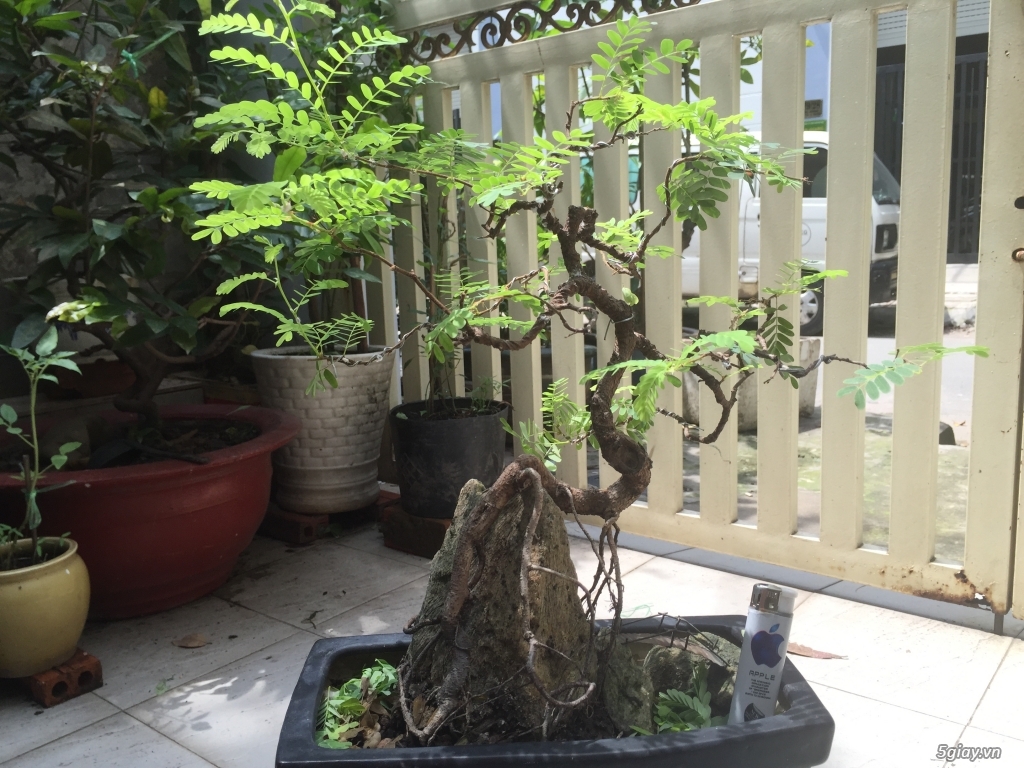 Giao lưu bonsai - 23