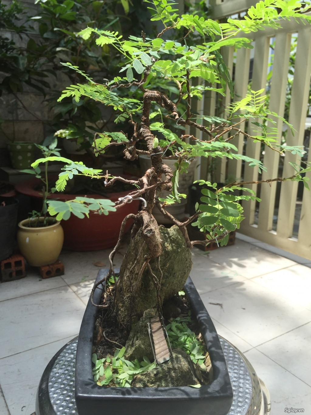 Giao lưu bonsai - 25