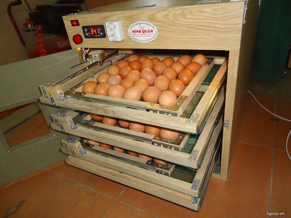 Máy ấp trứng cao cấp tự động giá rẻ cho ace - 8