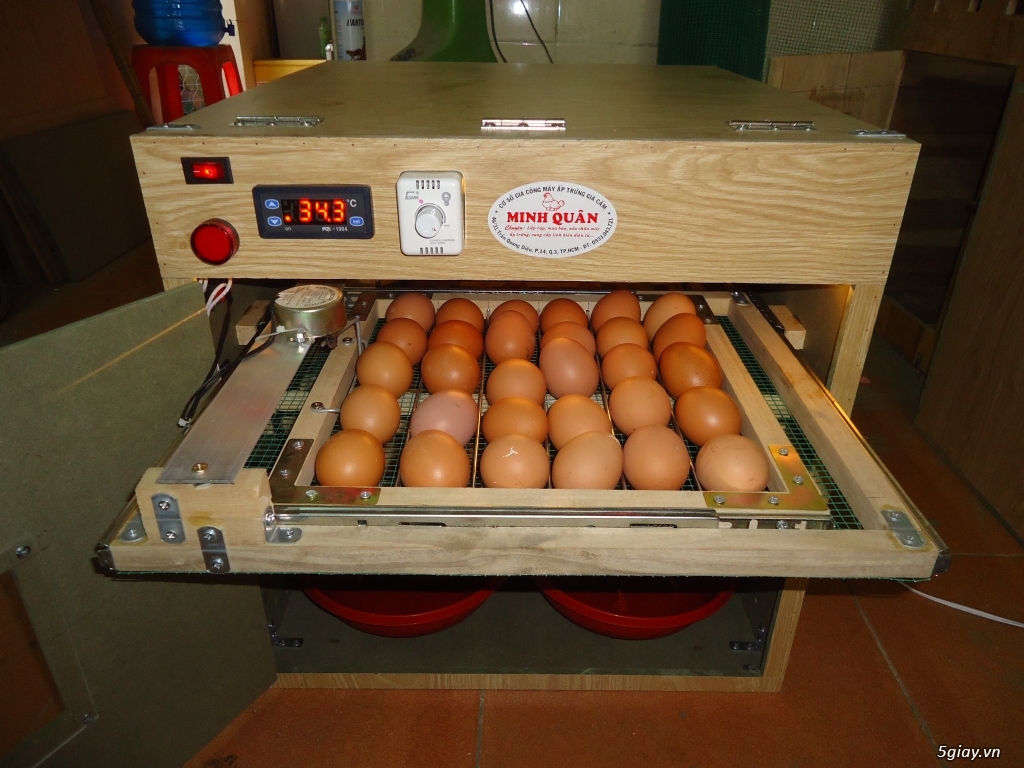 Máy ấp trứng cao cấp tự động giá rẻ cho ace - 2