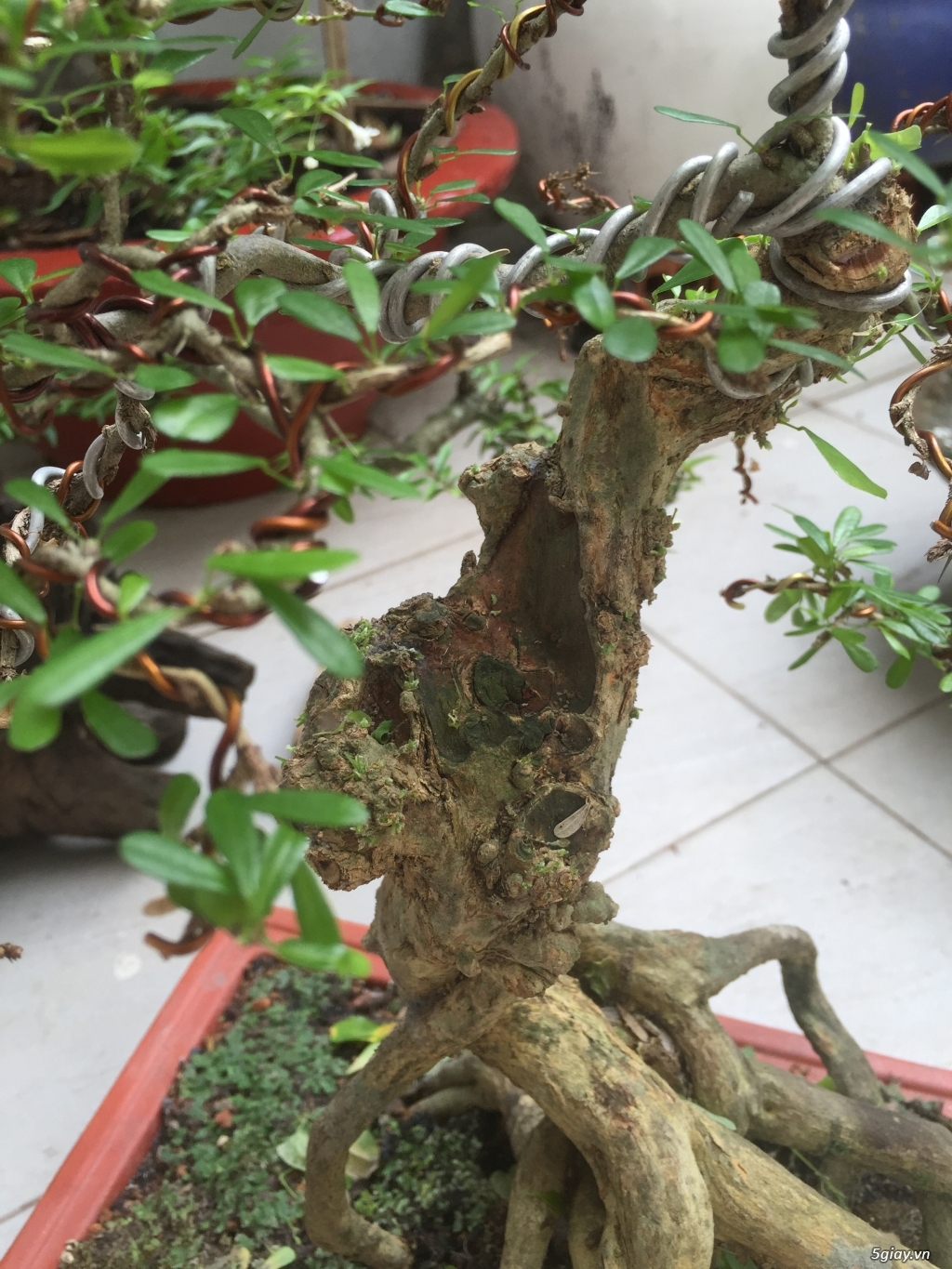 Giao lưu bonsai - 2