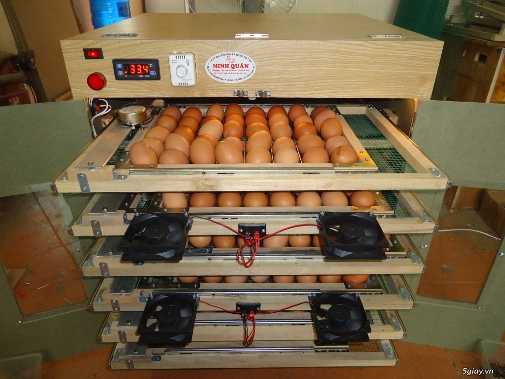 Máy ấp trứng cao cấp tự động giá rẻ cho ace - 13
