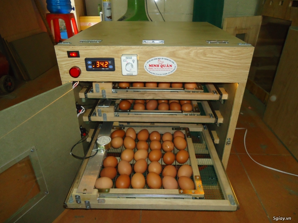 Máy ấp trứng cao cấp tự động giá rẻ cho ace - 5