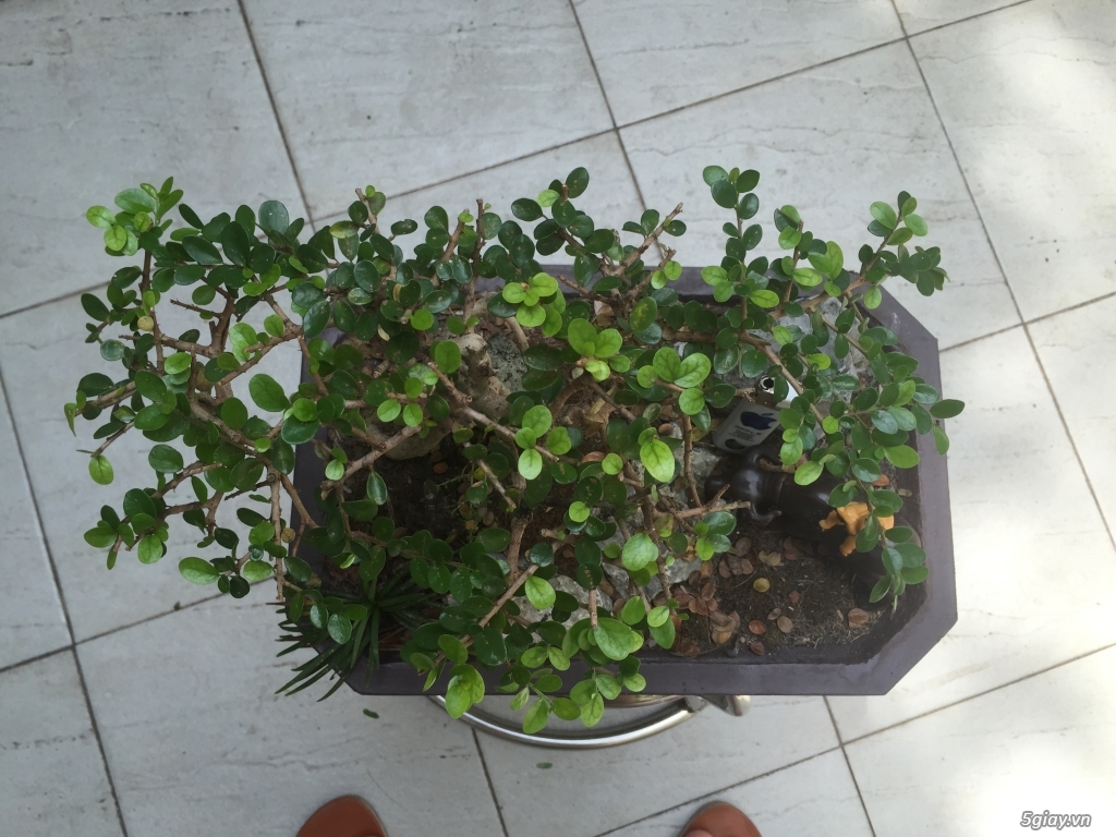 Giao lưu bonsai - 11