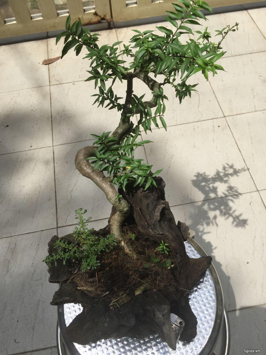 Giao lưu bonsai - 16
