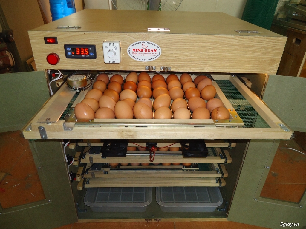 Máy ấp trứng cao cấp tự động giá rẻ cho ace - 11