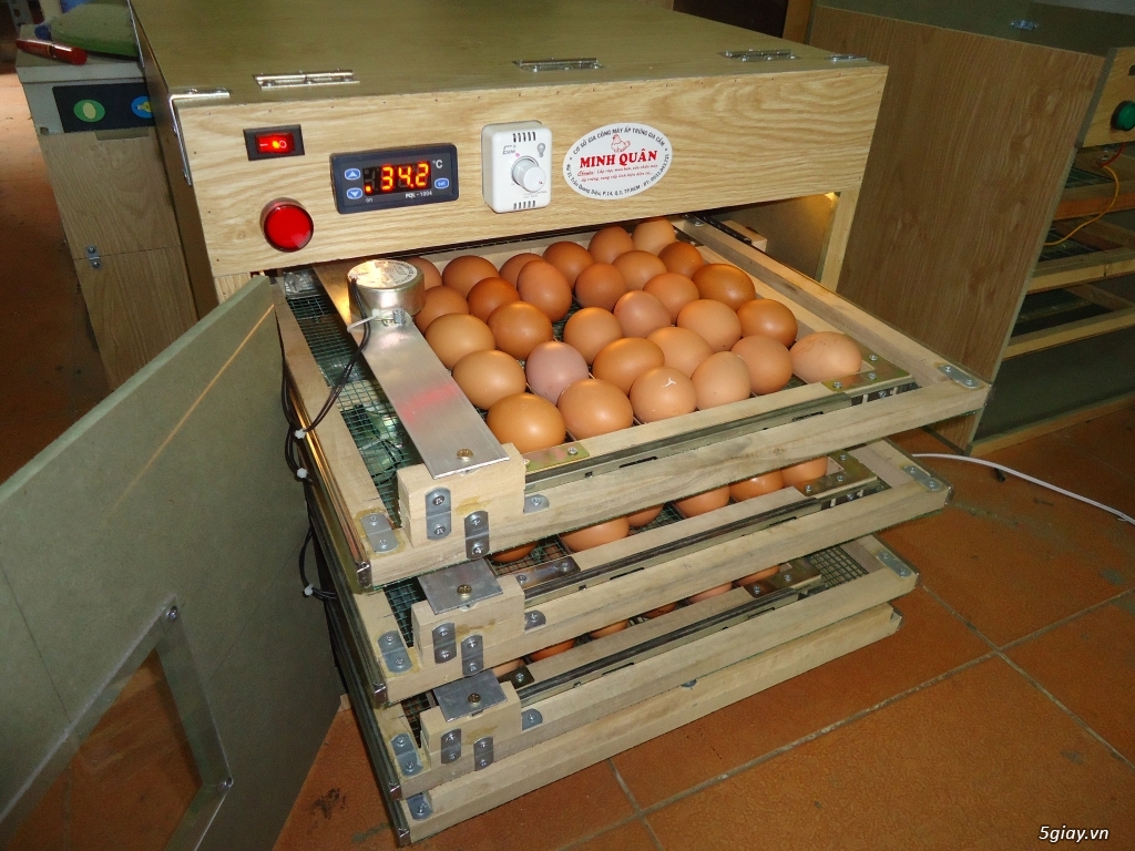 Máy ấp trứng cao cấp tự động giá rẻ cho ace - 7