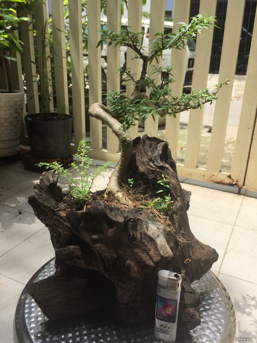 Giao lưu bonsai - 18
