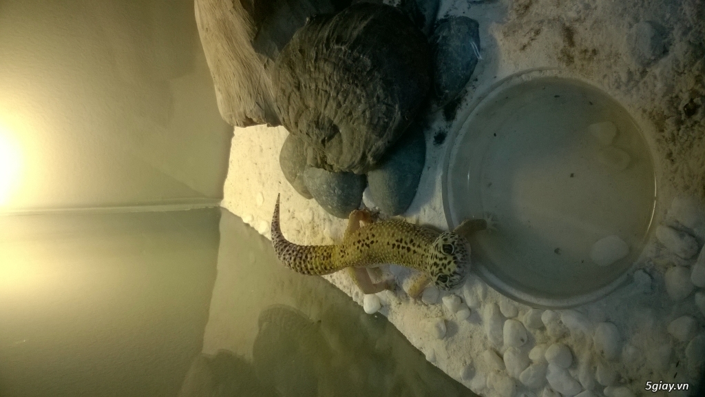 Bán thằn lằn da báo leopard gecko! - 1