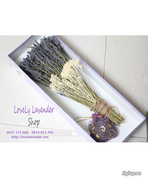 Hoa lavender quà tặng ngày 20/10 - giao hoa trong vòng 30 phút