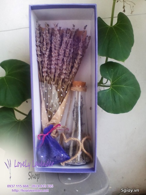 Hoa lavender quà tặng ngày 20/10 - giao hoa trong vòng 30 phút - 7