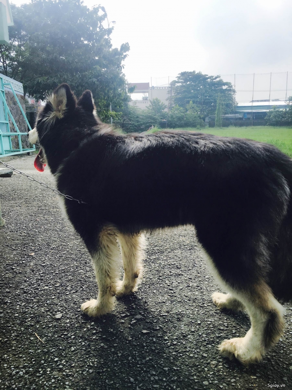 Alaska nanh trắng 9 tháng tuổi ( Female) from thailand !