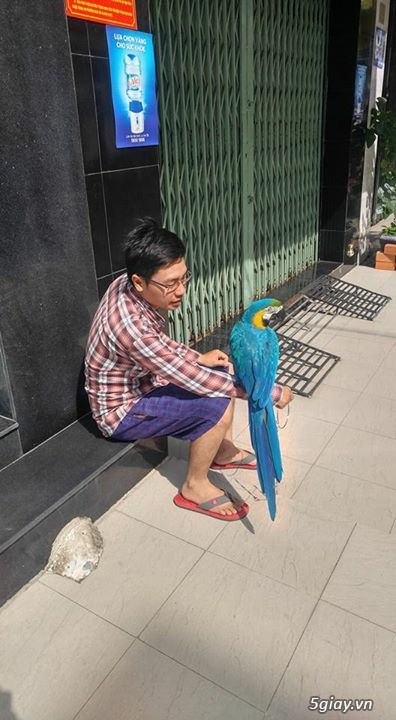 Macaw blue gold bolivia - 2