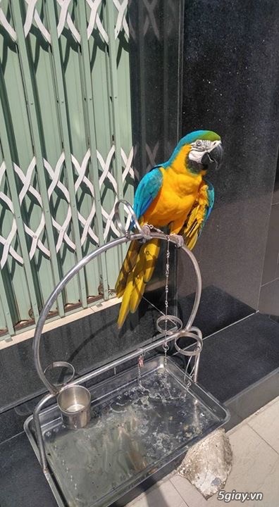 Macaw blue gold bolivia - 1