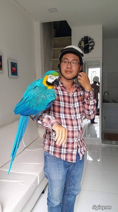 Macaw blue gold bolivia - 3