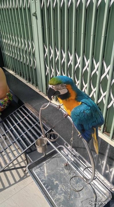 Macaw blue gold bolivia - 4