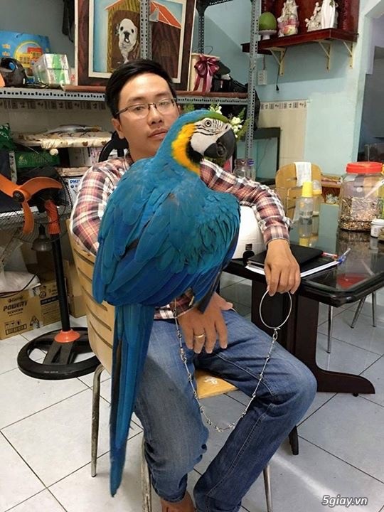 Macaw blue gold bolivia - 5