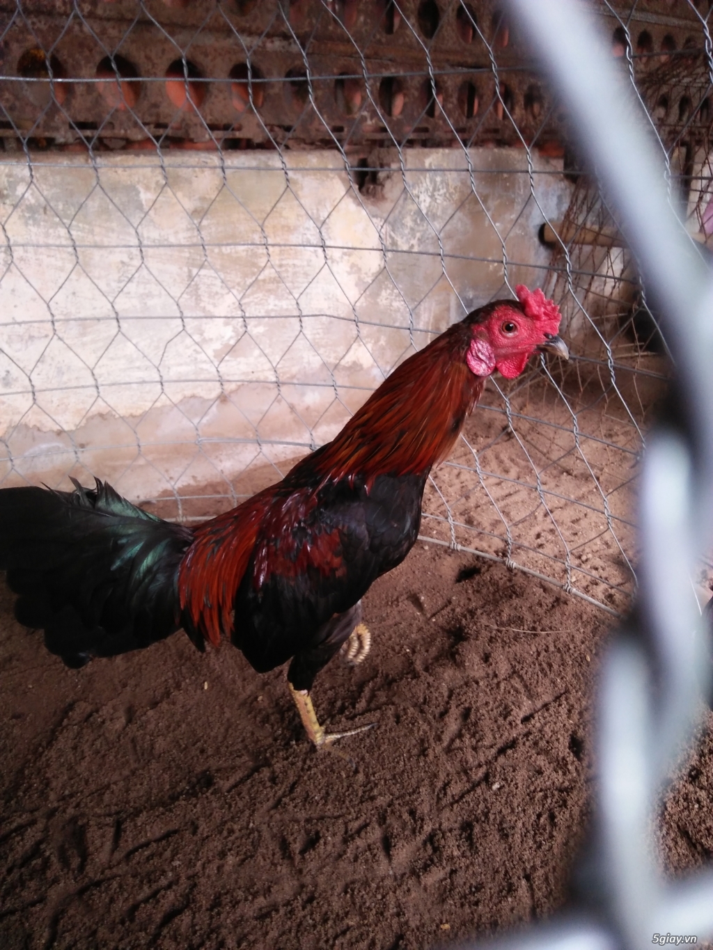 Gà tre đá tiền - 6