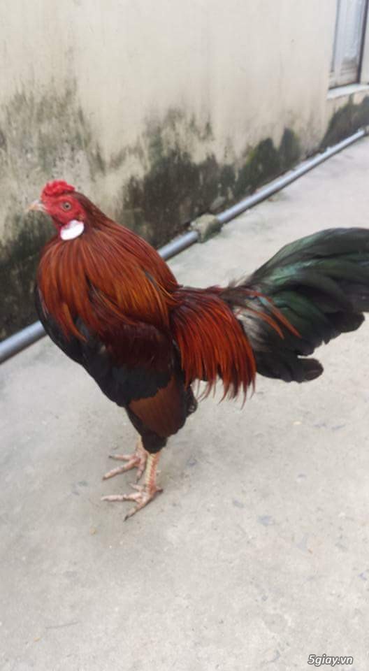 Thanh lý gà tre, gà nòi - 2