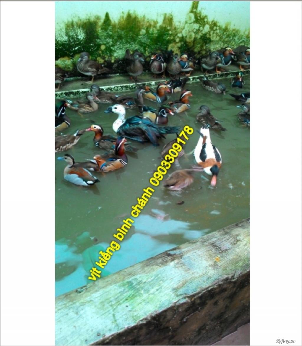 vịt uyên ương bình chánh bán buôn các loại vịt kiểng đẹp ngoại nhập - 5