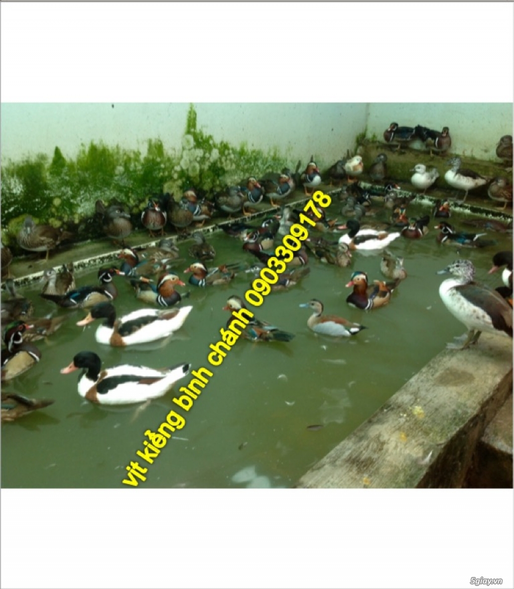 vịt uyên ương bình chánh bán buôn các loại vịt kiểng đẹp ngoại nhập - 3