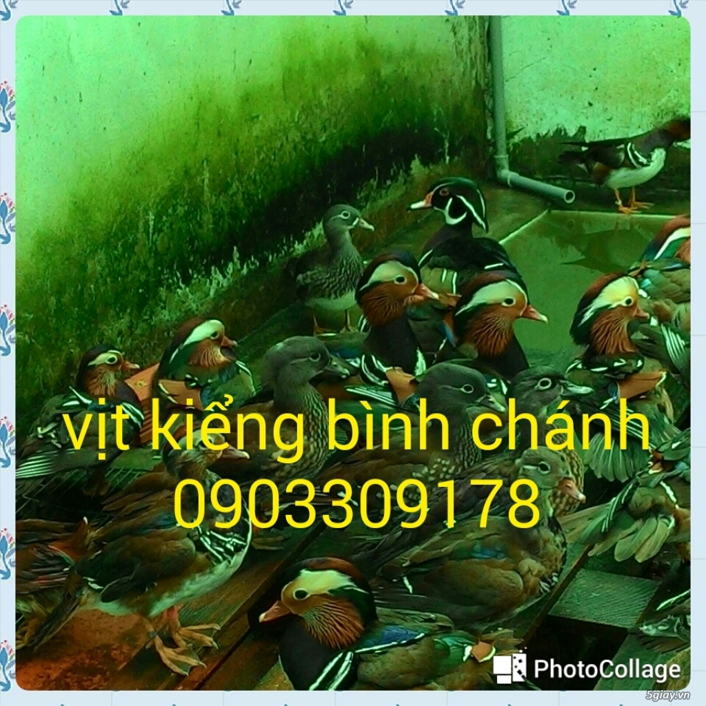 vịt uyên ương bình chánh bán buôn các loại vịt kiểng đẹp ngoại nhập - 4