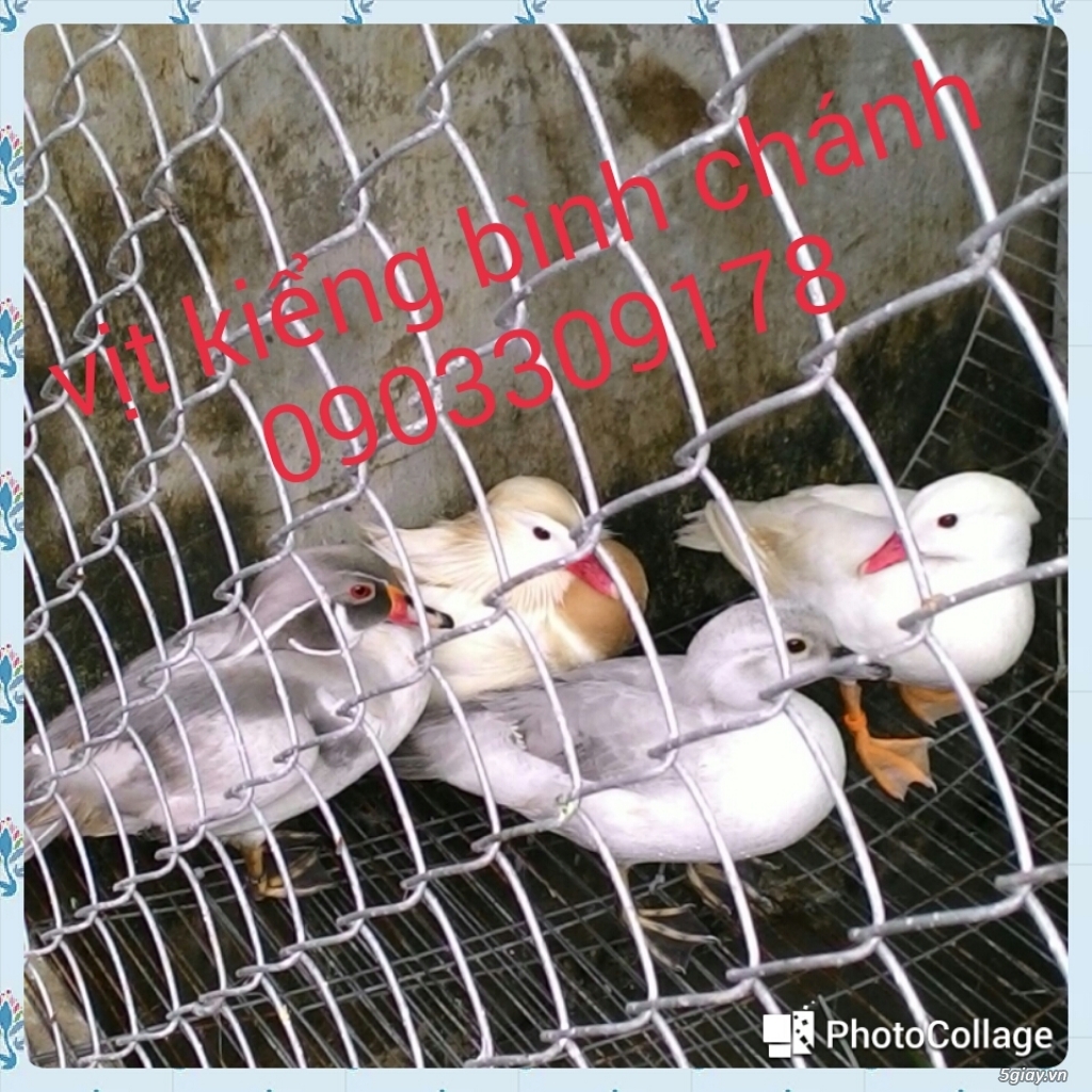 vịt uyên ương bình chánh bán buôn các loại vịt kiểng đẹp ngoại nhập - 1