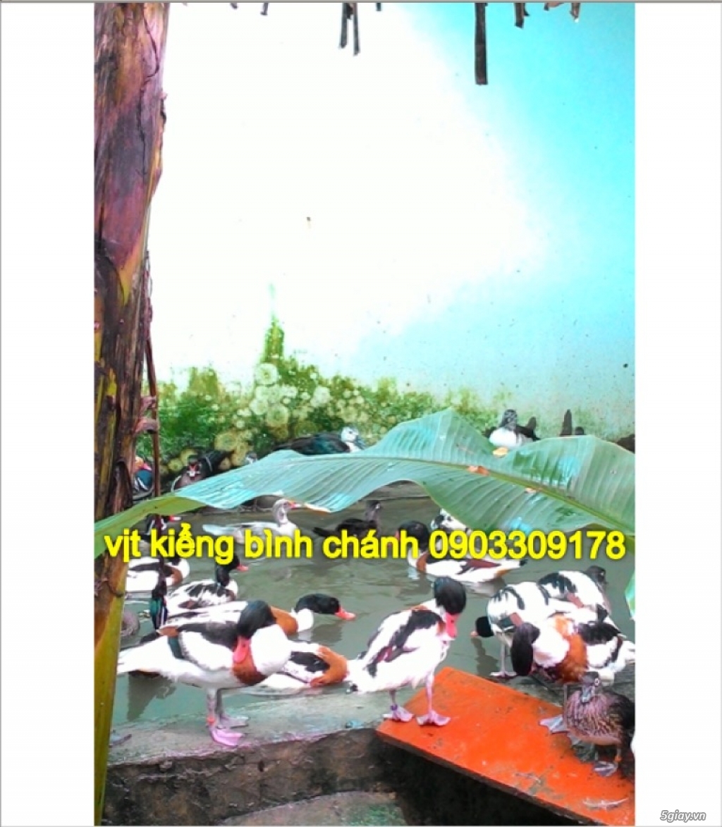 vịt uyên ương bình chánh bán buôn các loại vịt kiểng đẹp ngoại nhập - 2