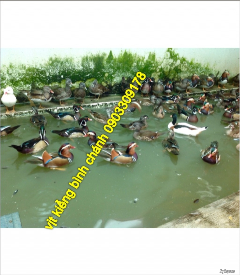 vịt uyên ương bình chánh bán buôn các loại vịt kiểng đẹp ngoại nhập