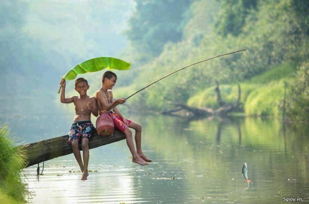 cần tìm bài mồi câu cá tra